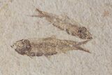 Fossil Fish (Knightia) Plate - Wyoming #111246-2
